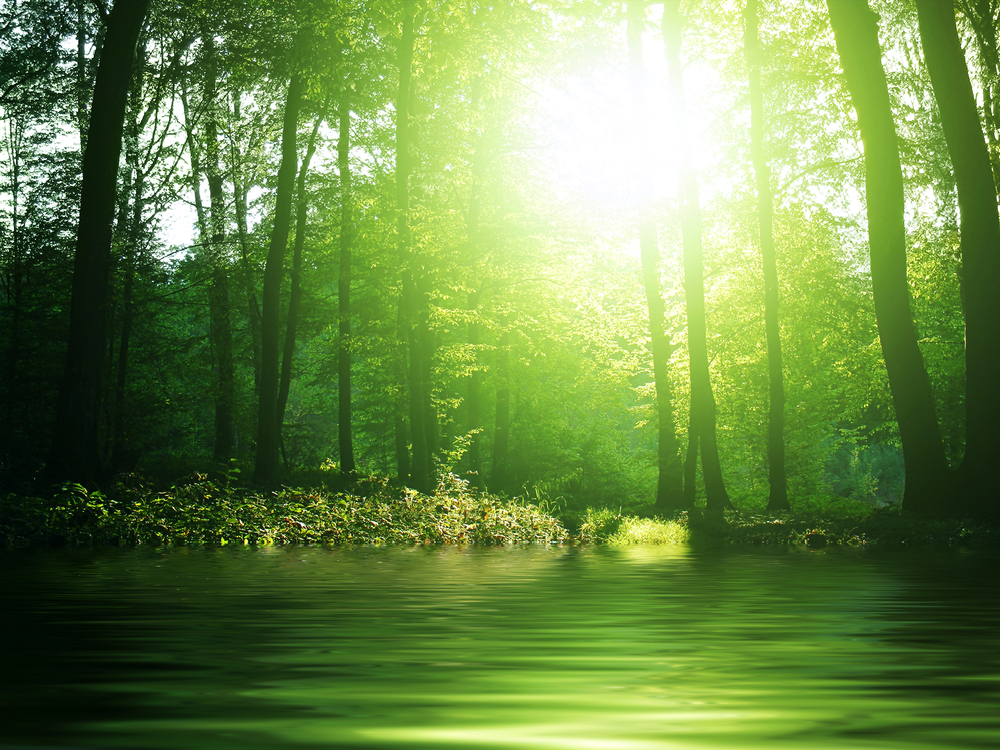 pond in a wood